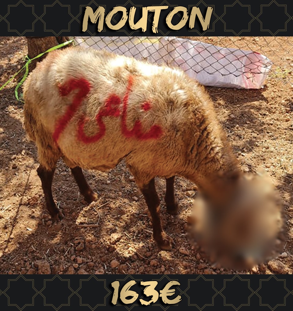 Oummanity Project - Mouton Madagascar