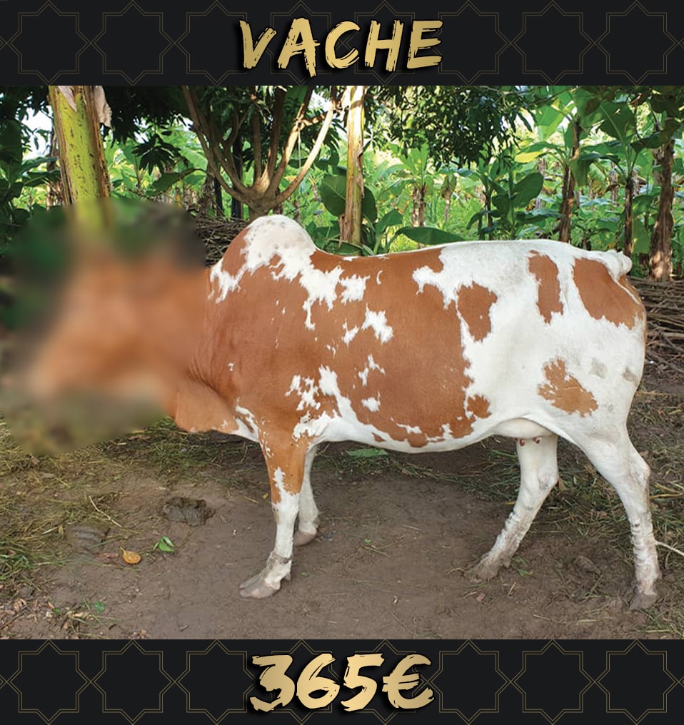 Oummanity Project - Vache Madagascar